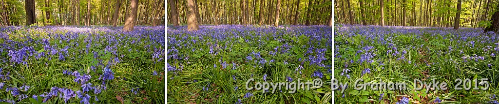 Bluebell Tryptic 2